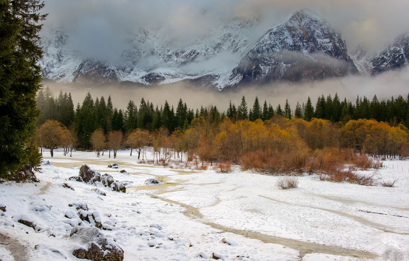 Photo wallpaper forest, mountains, nature