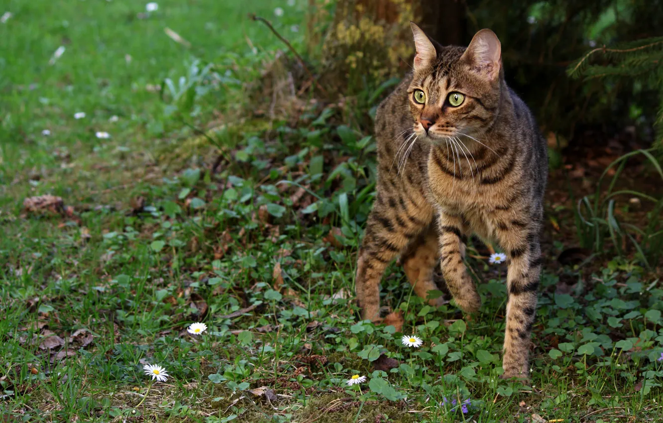 Photo wallpaper greens, cat, summer, grass, cat, look, face, flowers