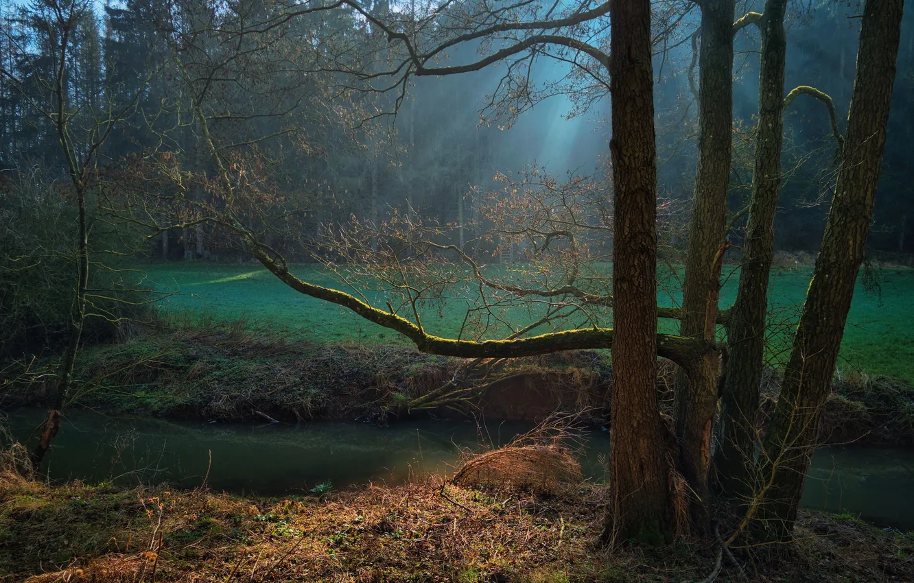 Photo wallpaper autumn, forest, light, trees, branches, nature, fog, shore