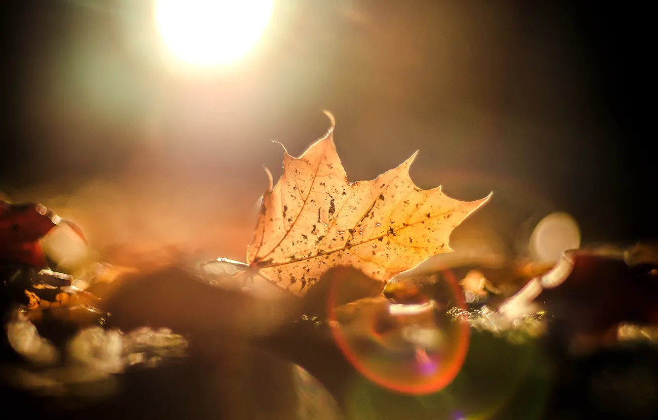 Photo wallpaper autumn, leaves, the sun, macro, glare, background, widescreen, Wallpaper