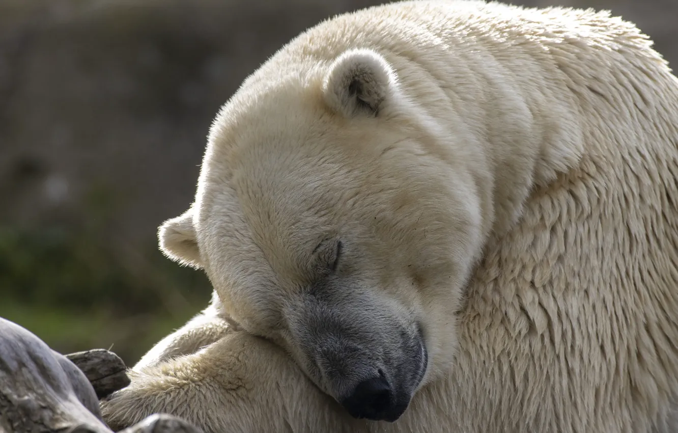 Photo wallpaper face, light, pose, stay, sleep, portrait, bear, sleeping