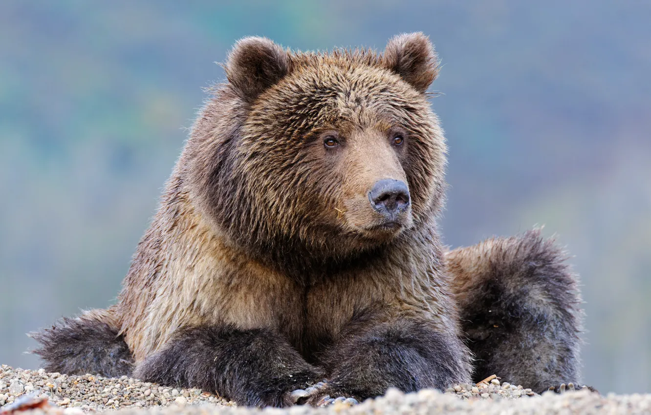 Photo wallpaper face, portrait, bear, beast