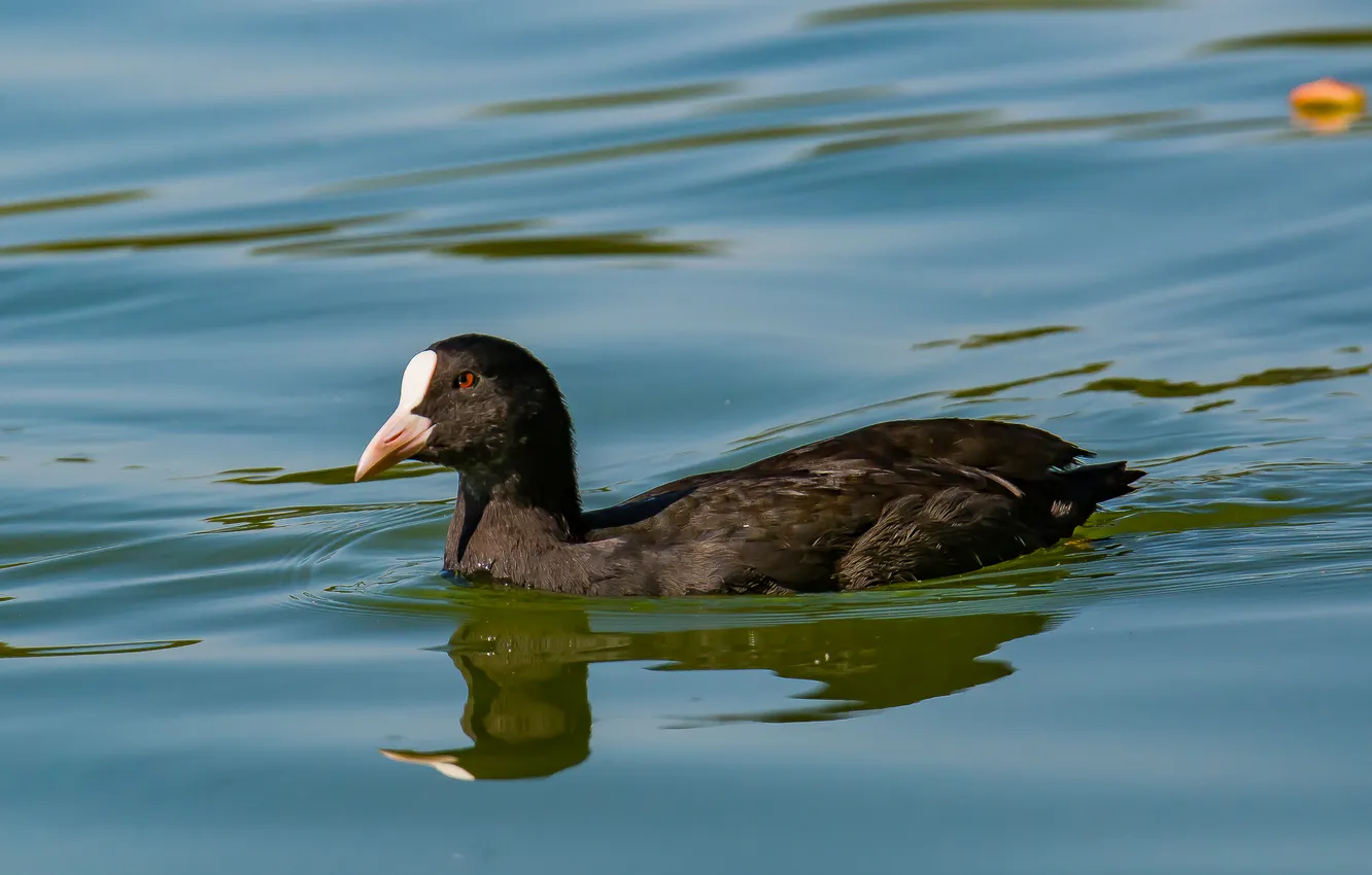 Photo wallpaper lake, bird, floats, photohunt, The coot