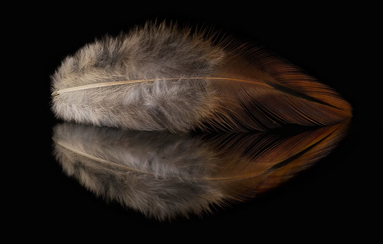 Photo wallpaper reflection, feathers, fluff