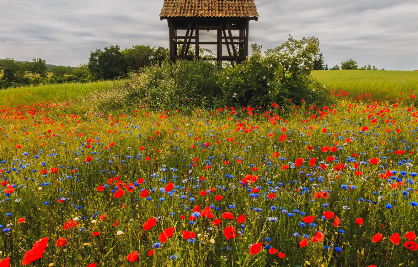 Photo wallpaper field, summer, flowers, Maki, meadow, well, cornflowers, poppy field