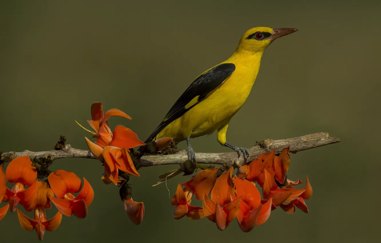 Photo wallpaper look, flowers, branches, yellow, red, pose, background, bird