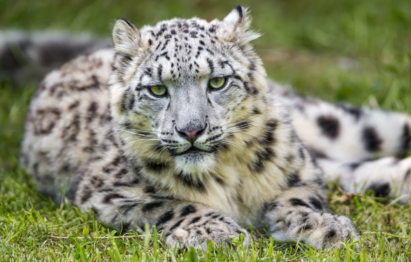 Photo wallpaper cat, grass, IRBIS, snow leopard, ©Tambako The Jaguar