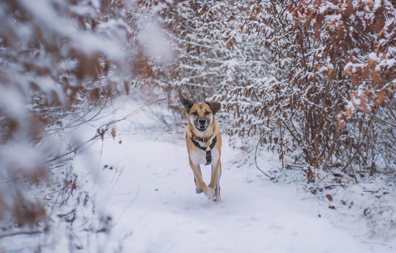 Photo wallpaper winter, snow, each, dog, running