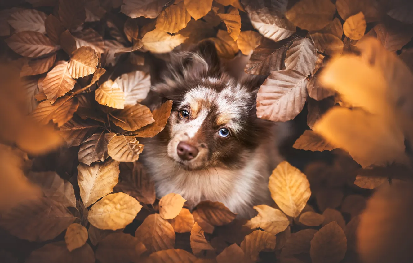 Photo wallpaper autumn, look, leaves, branches, foliage, portrait, dog, puppy
