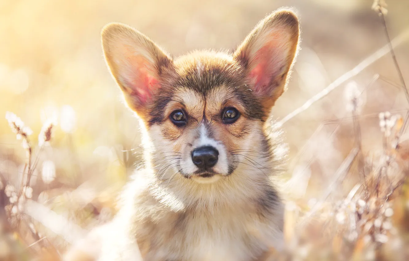 Photo wallpaper look, nature, pose, dog, face