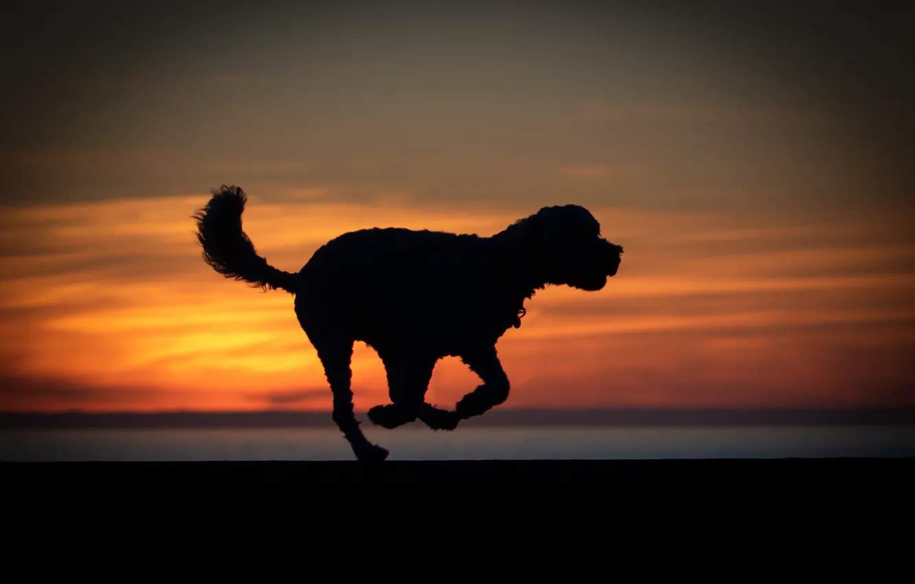 Photo wallpaper sunset, dog, silhouette