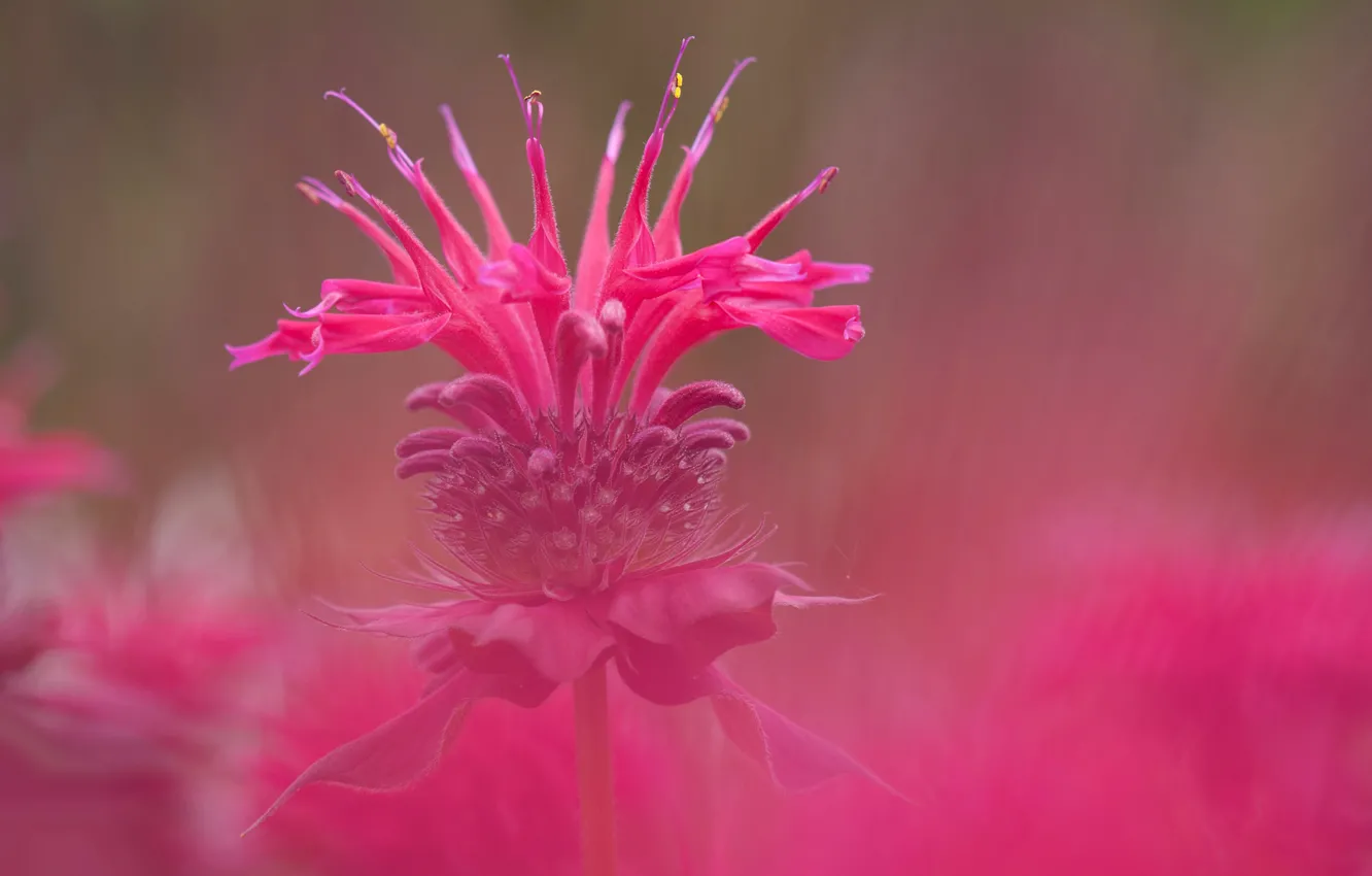 Photo wallpaper flowers, paint, petals, weed