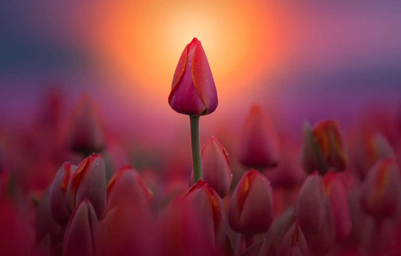 Photo wallpaper sunset, red, tulips, buds
