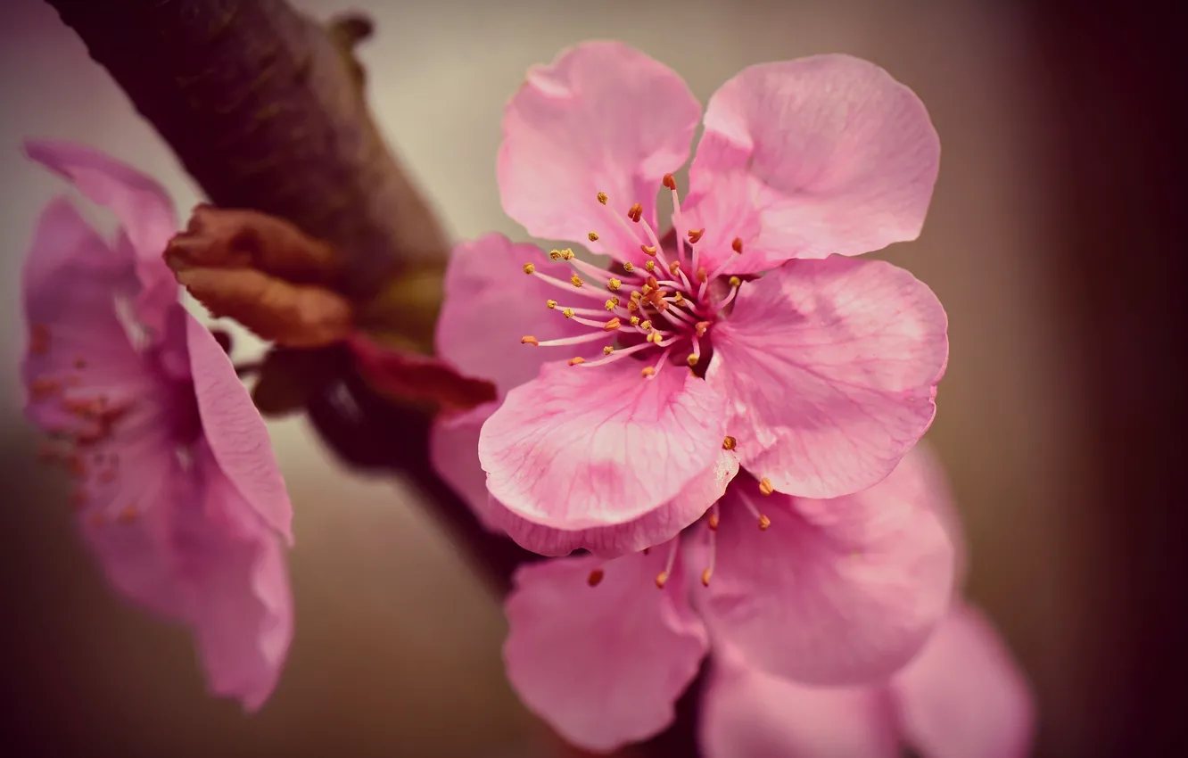 Photo wallpaper cherry, branch, spring, flowering