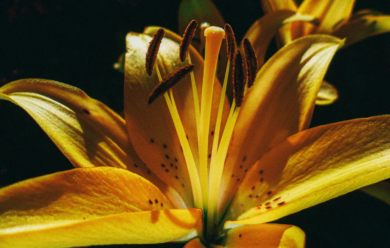 Wallpaper Flowers, Belarus, Marco, Lily, Wallpaper for mobile and