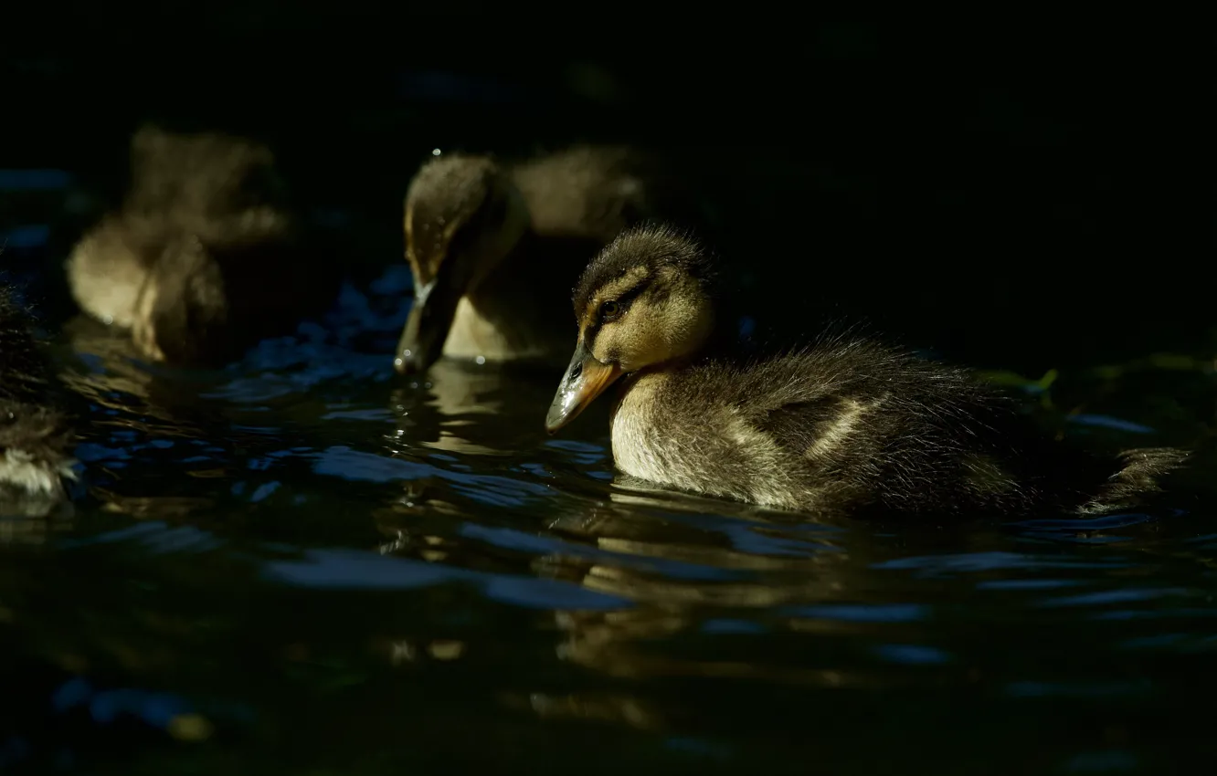 Photo wallpaper water, the dark background, duck, ducklings, Chicks, pond, swimming
