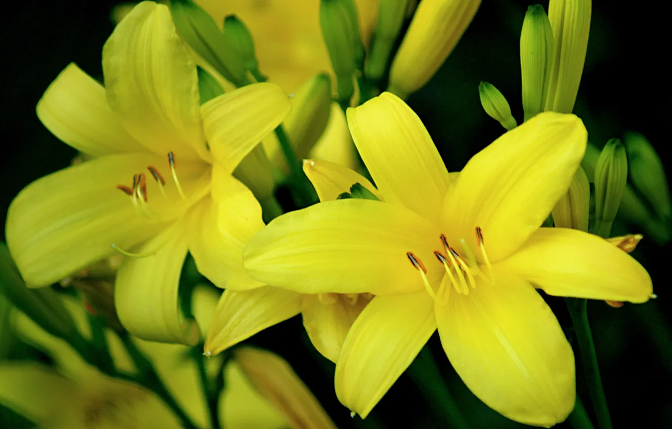 Photo wallpaper Bokeh, Yellow lily, Yellow lilies