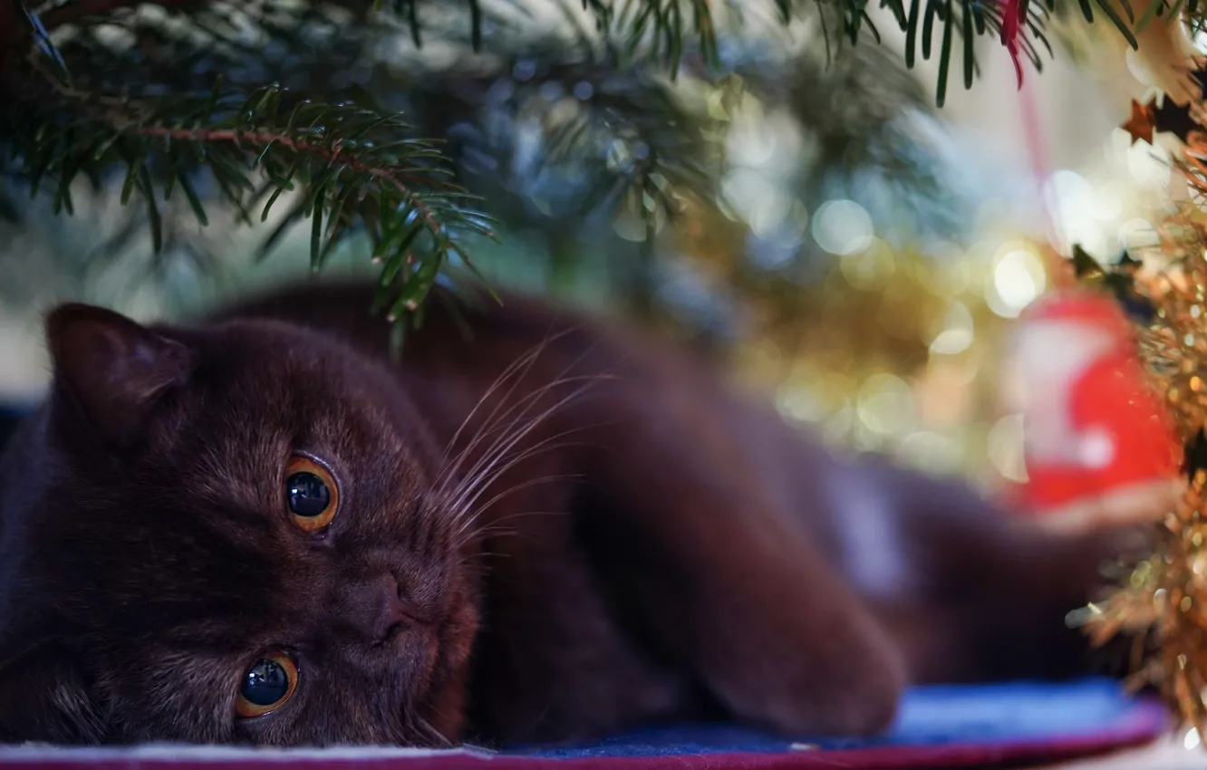 Photo wallpaper winter, cat, cat, look, pose, holiday, tree, new year