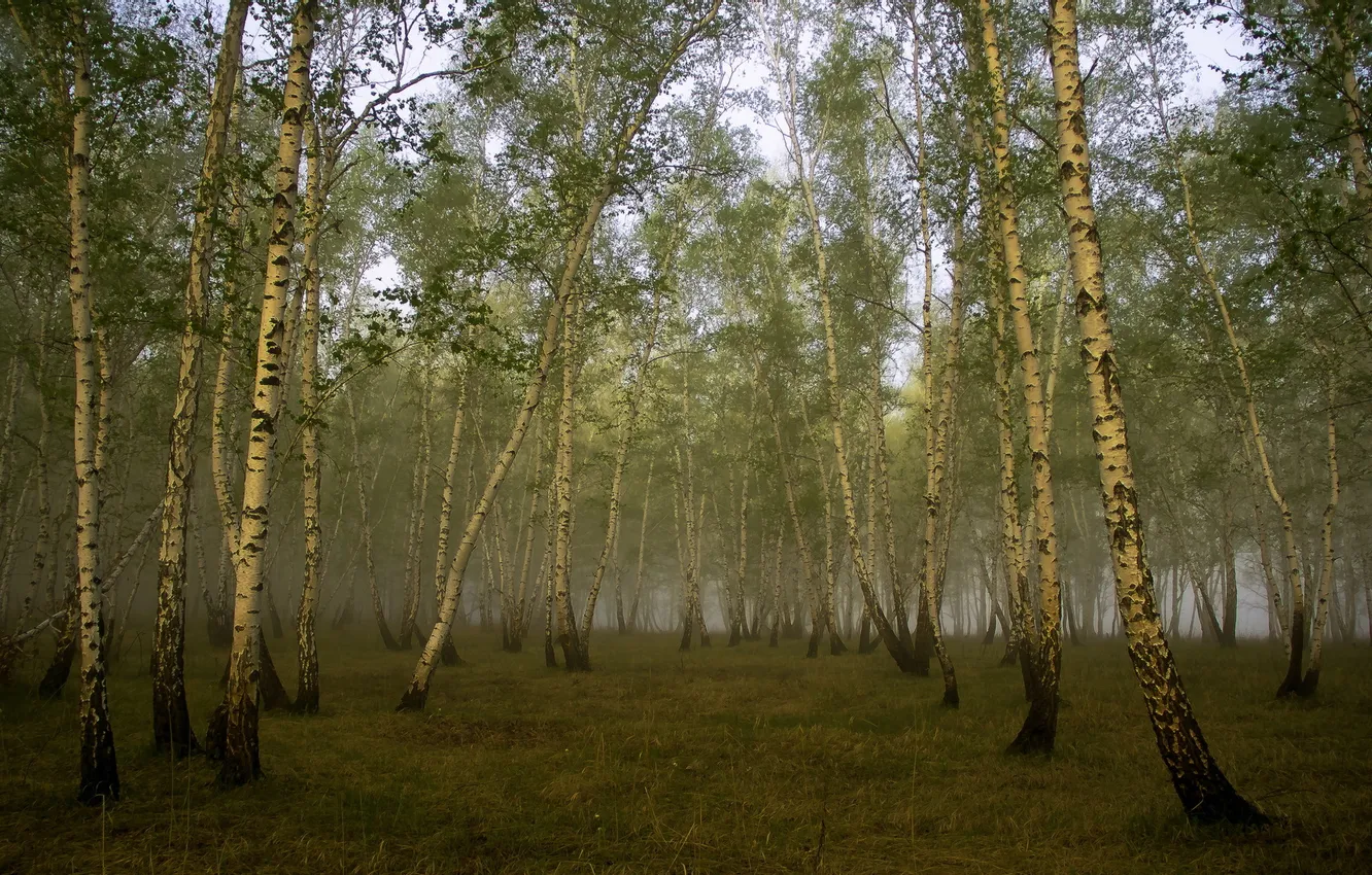 Photo wallpaper fog, birch, grove