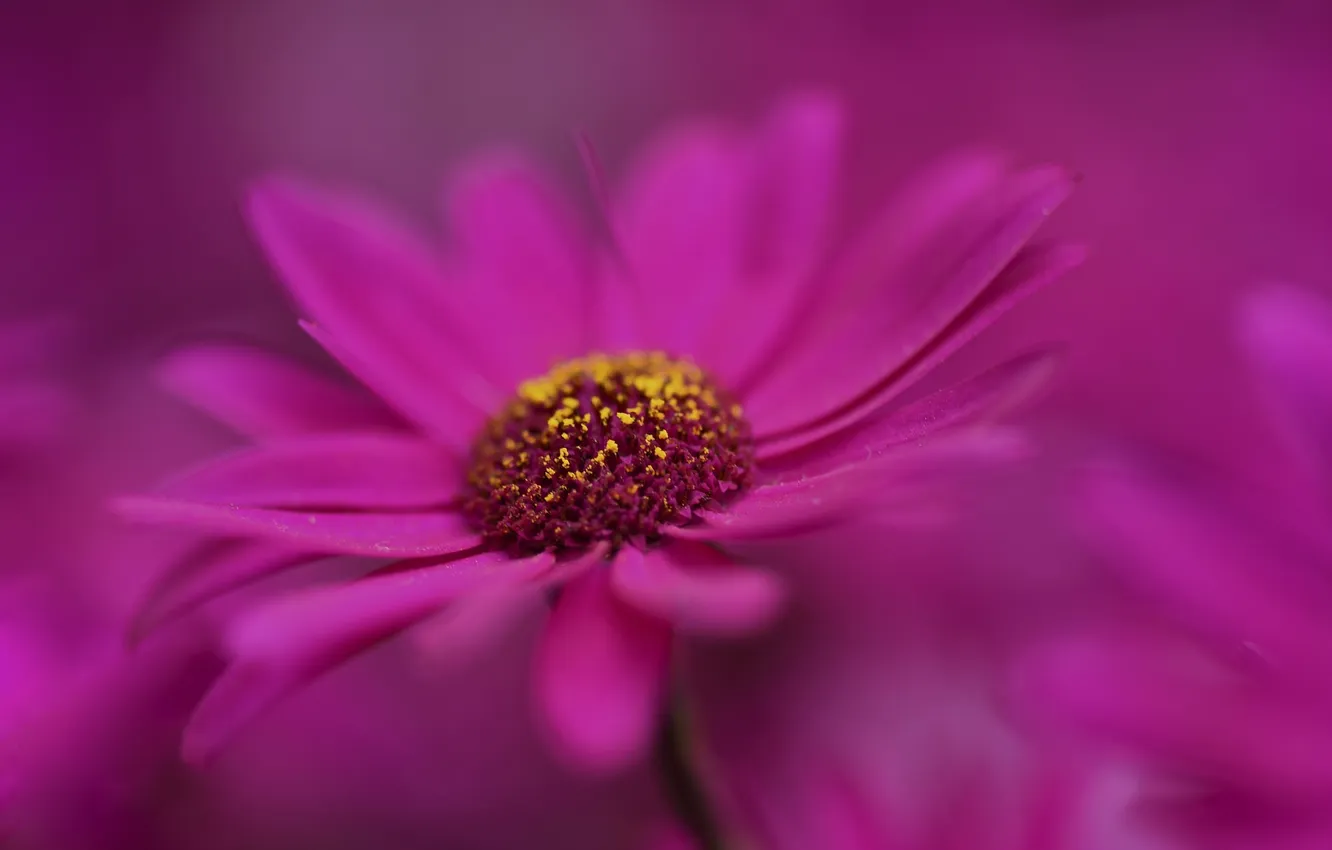 Photo wallpaper flowers, paint, plant, petals