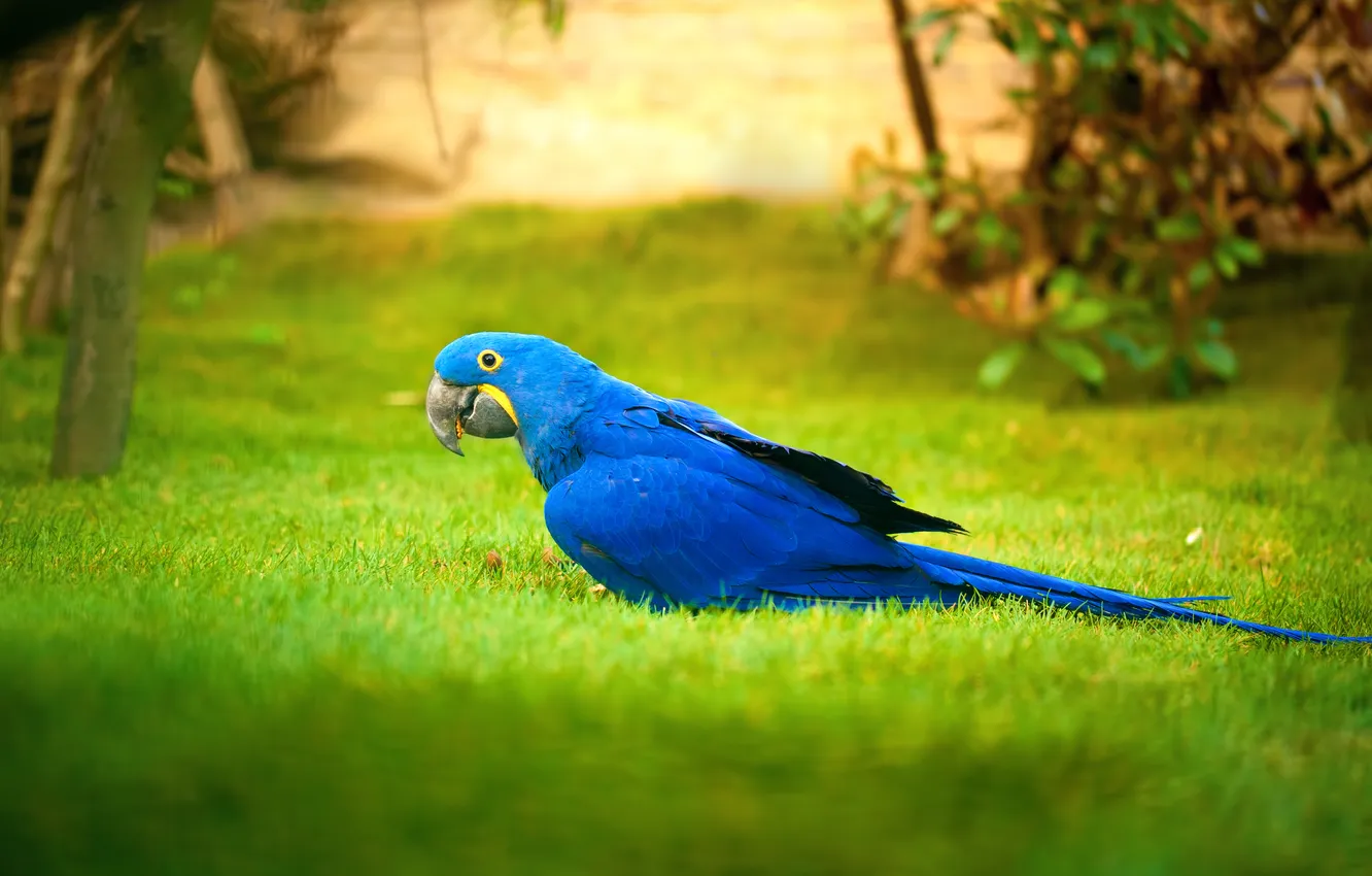 Photo wallpaper greens, grass, blue, lawn, bird, parrot, bokeh