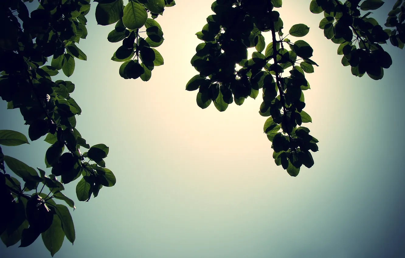 Photo wallpaper leaves, trees, branches, nature, photo, branch, Wallpaper