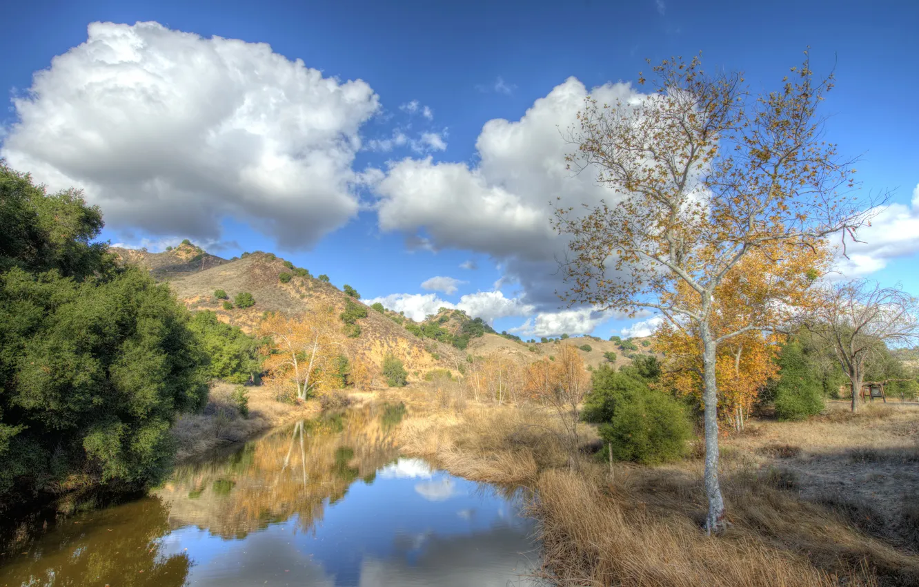 Photo wallpaper forest, grass, clouds, trees, the bushes, river sky