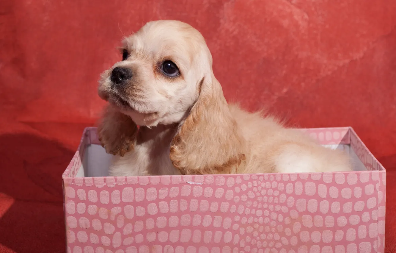 Photo wallpaper look, each, box, gift, dog