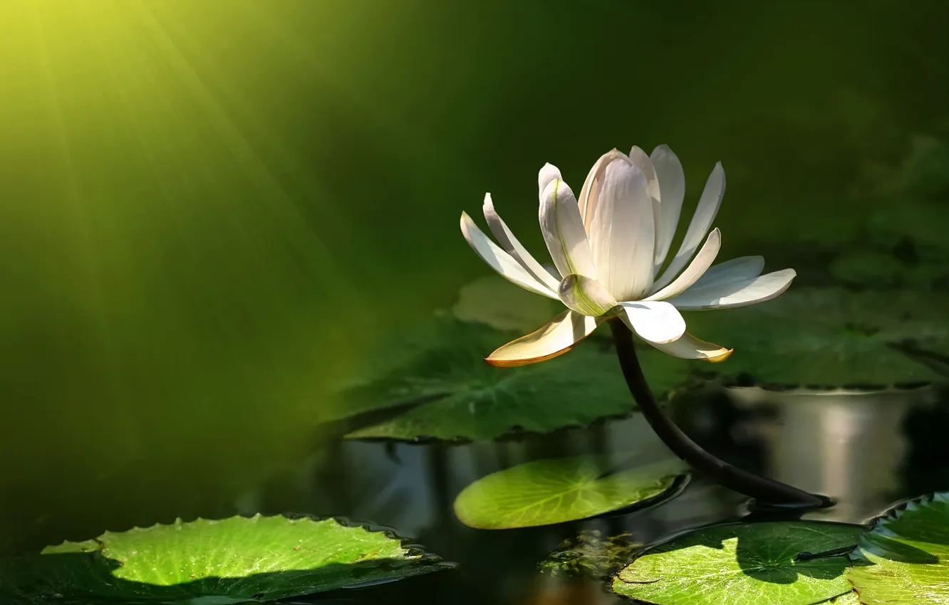 Photo wallpaper WATER, LEAVES, WHITE, POND, LILY