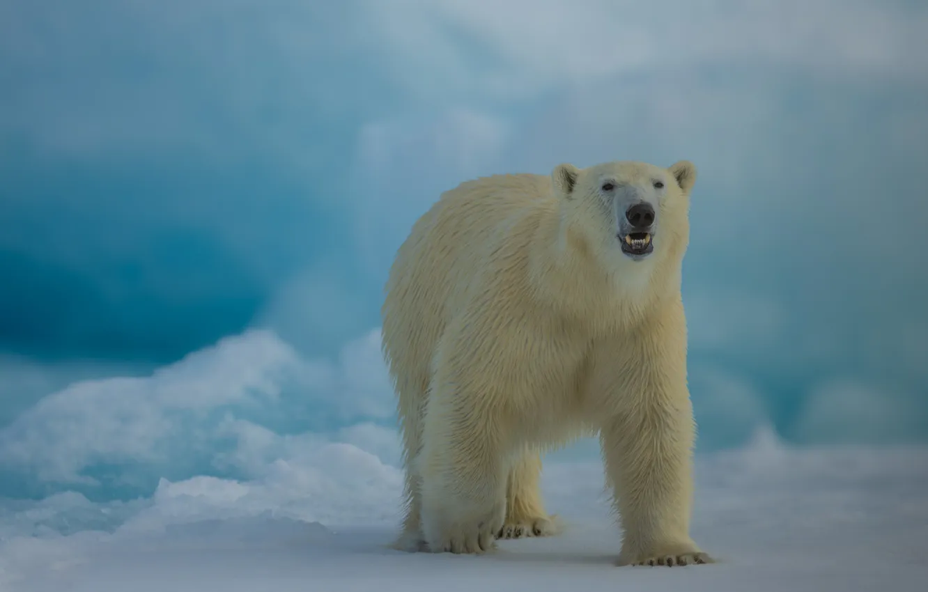 Photo wallpaper snow, polar bear, polar bear