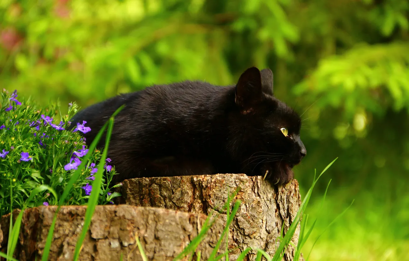 Photo wallpaper cat, flowers, stump, black cat