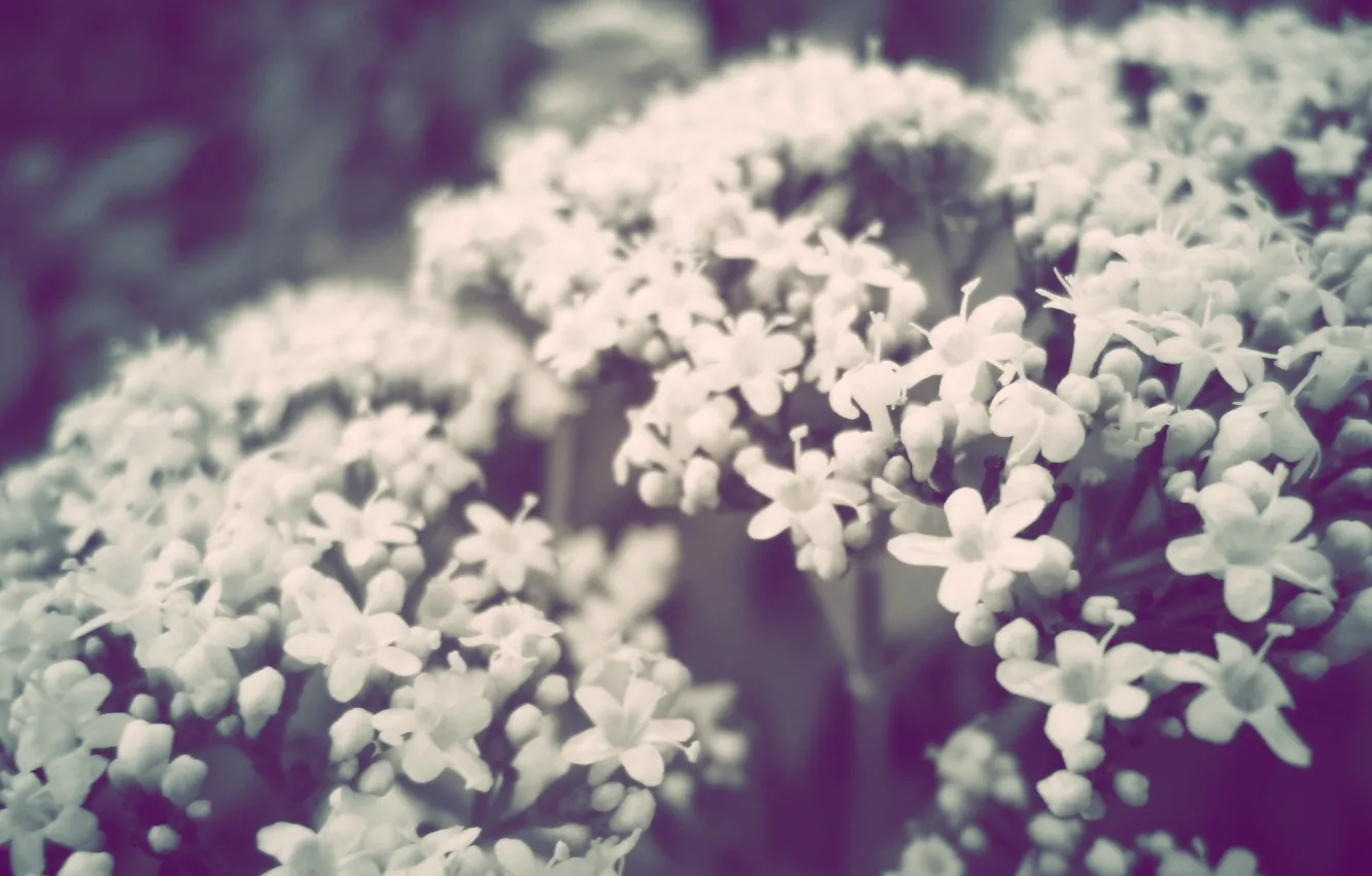 Photo wallpaper flowers, small, white