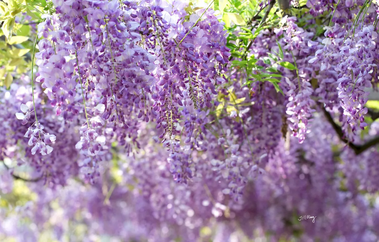 Photo wallpaper bunches, Wisteria, Wisteria