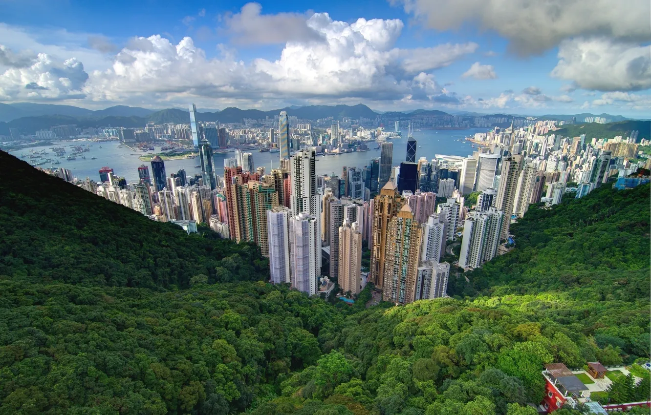 Photo wallpaper forest, the sky, the city, skyscrapers