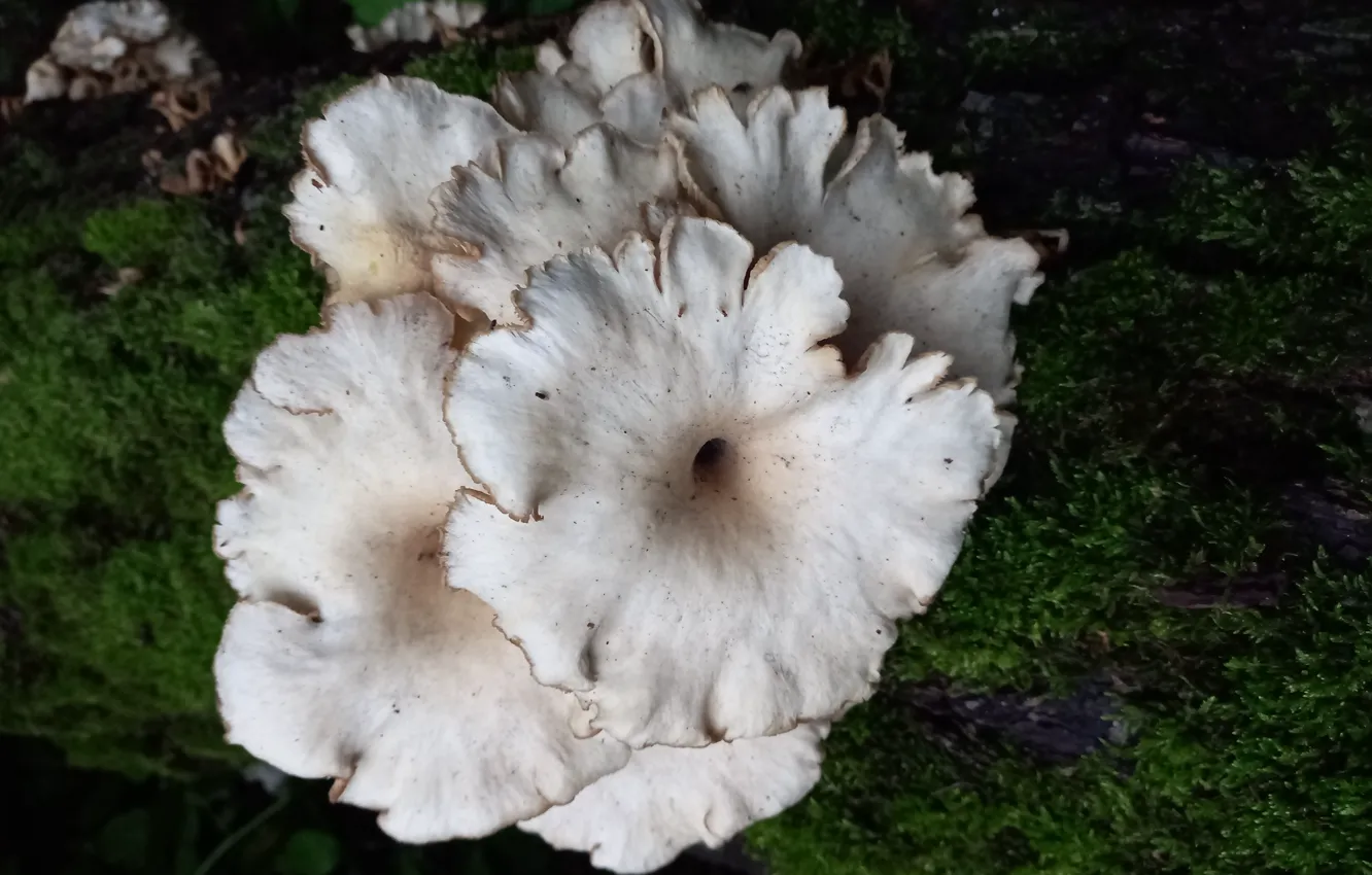 Photo wallpaper nature, mushrooms, moss