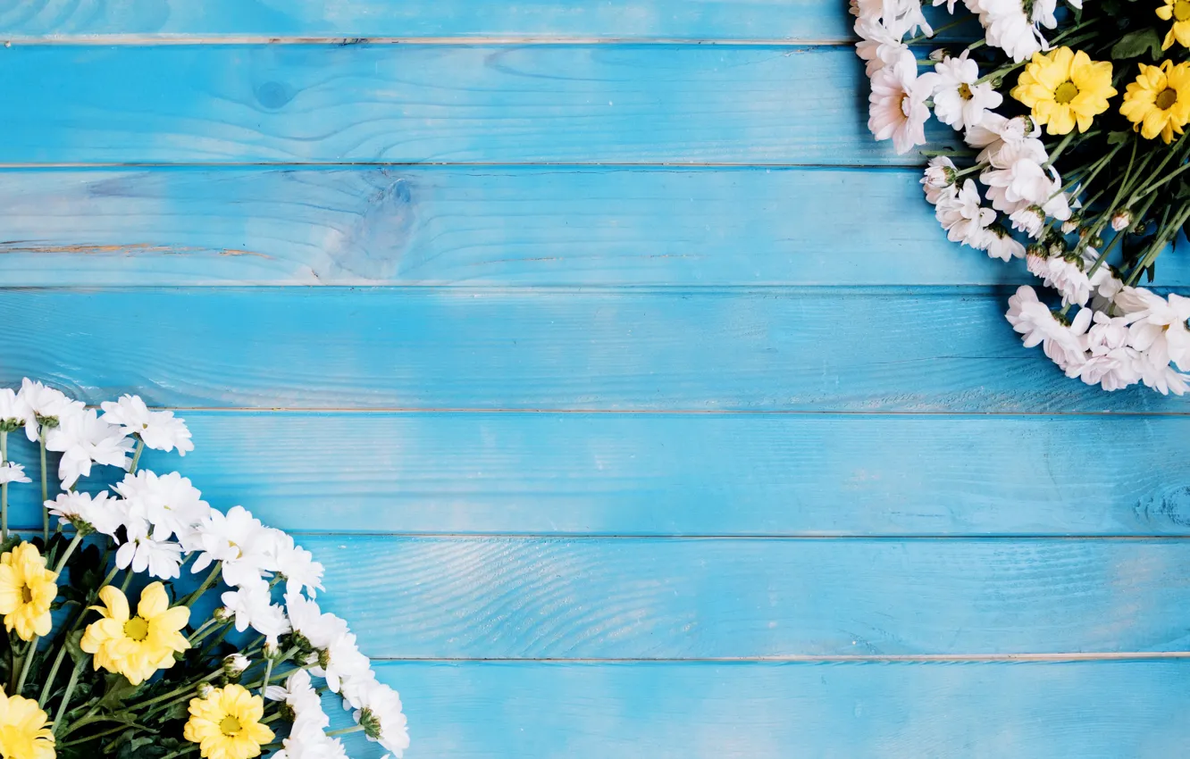 Photo wallpaper flowers, chrysanthemum, blue background