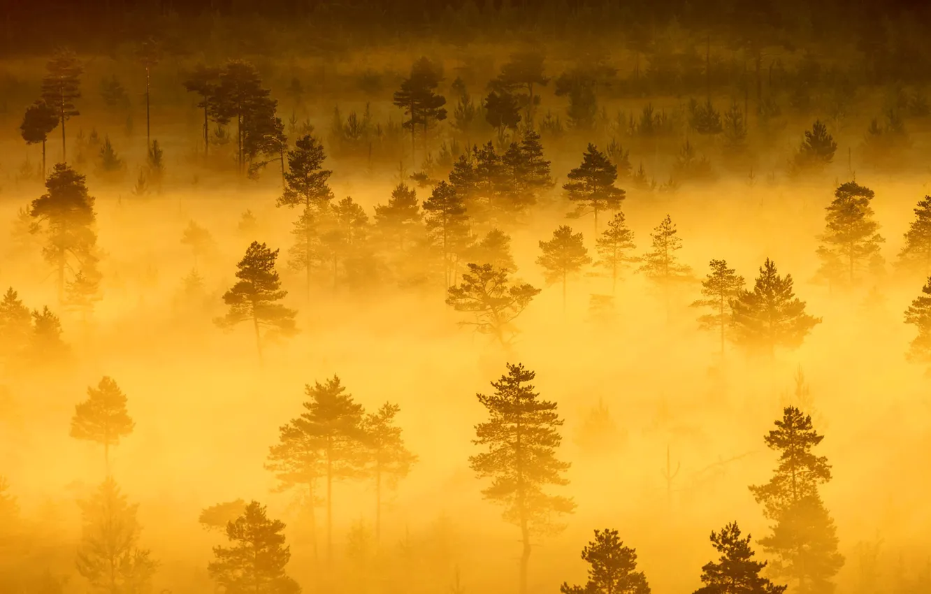Photo wallpaper forest, trees, fog, haze