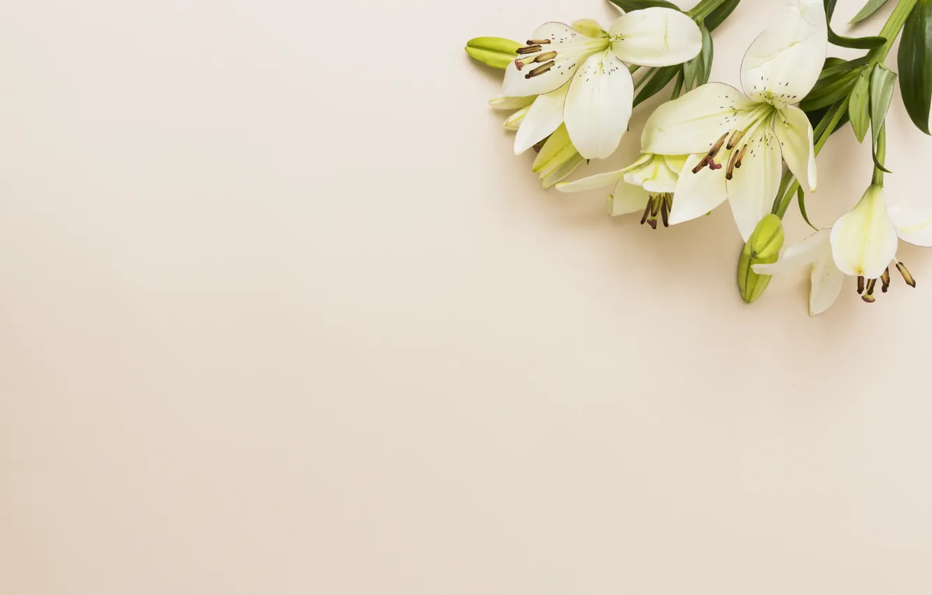 Photo wallpaper white, flowers, Lily, bouquet