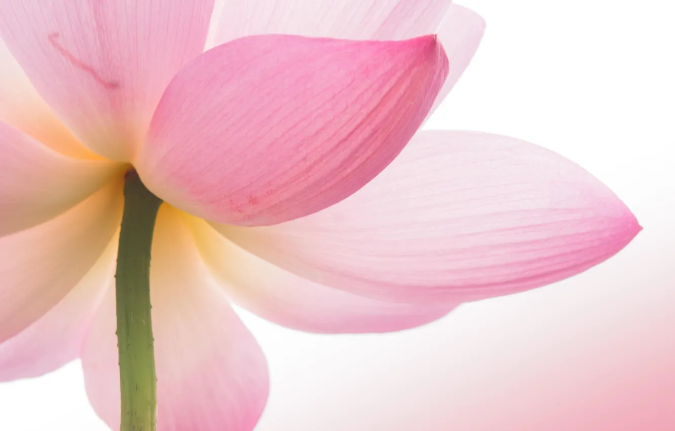 Photo wallpaper macro, flowers, Lotus, pink