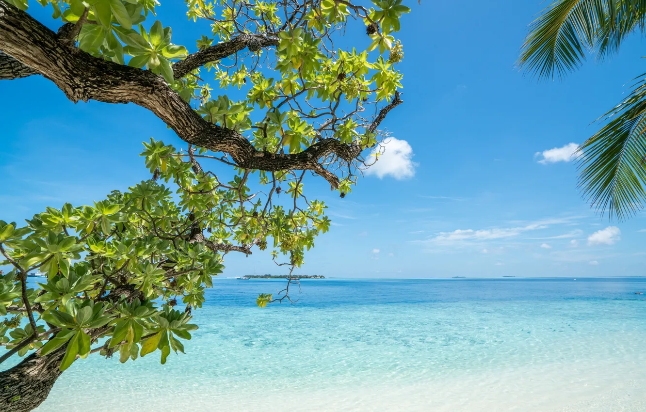 Photo wallpaper sand, sea, wave, beach, summer, the sky, palm trees, shore