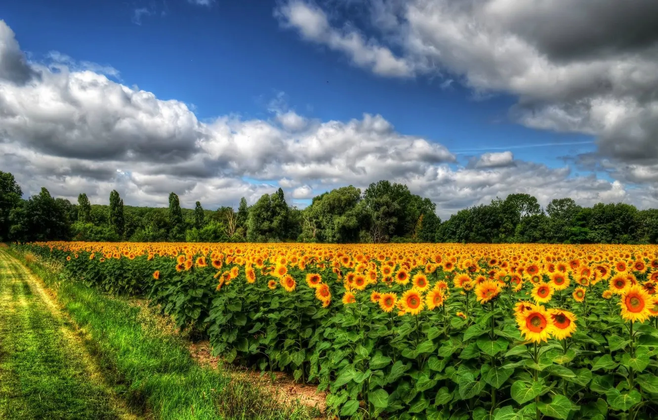 Photo wallpaper road, field, forest, the sky, clouds, trees, sunflowers, landscape