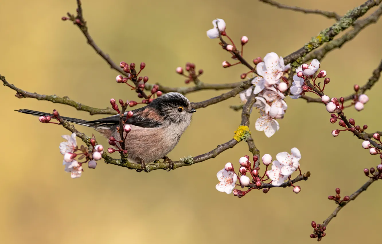 Photo wallpaper flowers, branches, cherry, background, bird, spring, Sakura, bird
