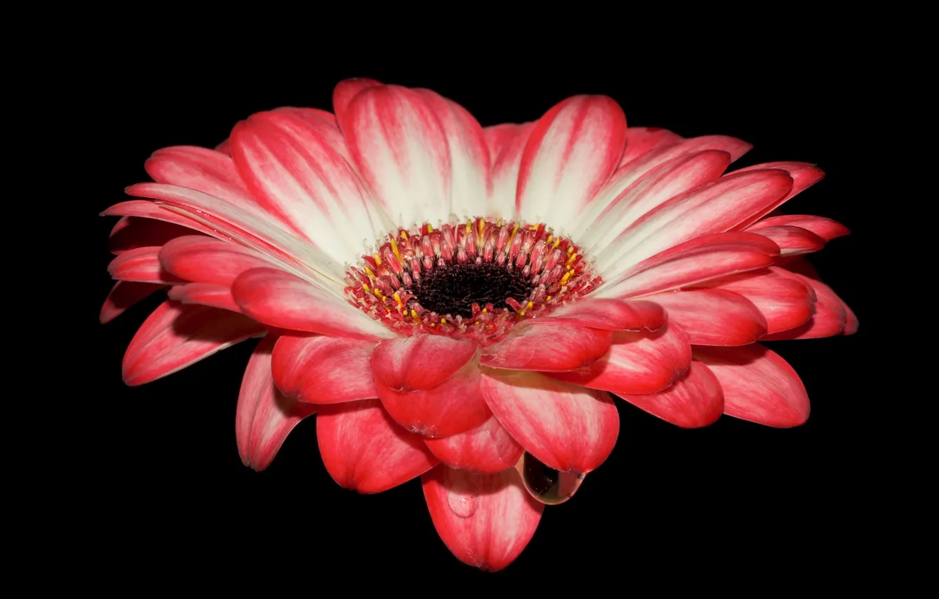 Photo wallpaper drops, flowers, gerbera