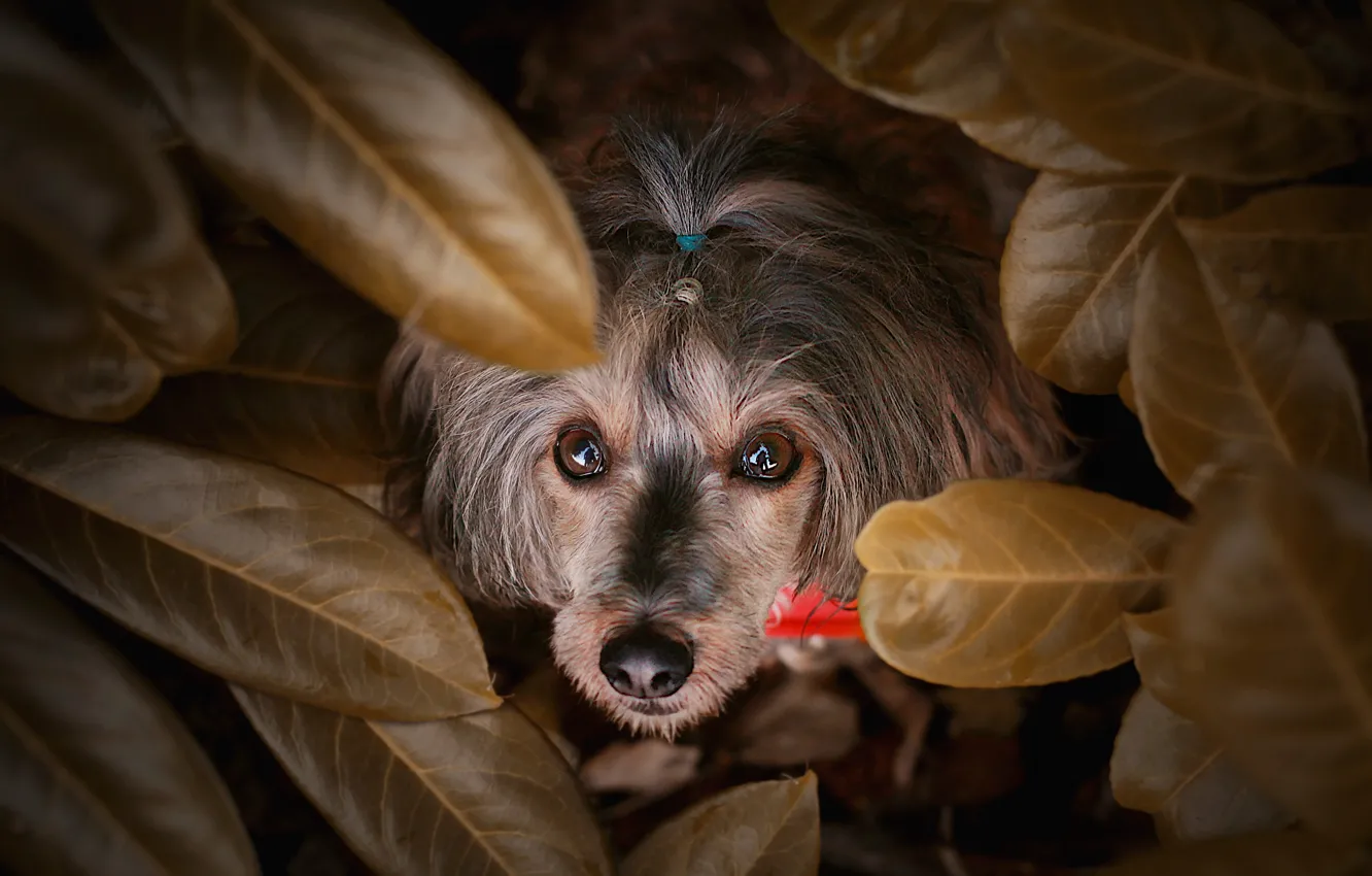 Photo wallpaper look, leaves, nature, portrait, dog, hairstyle, face, the bushes