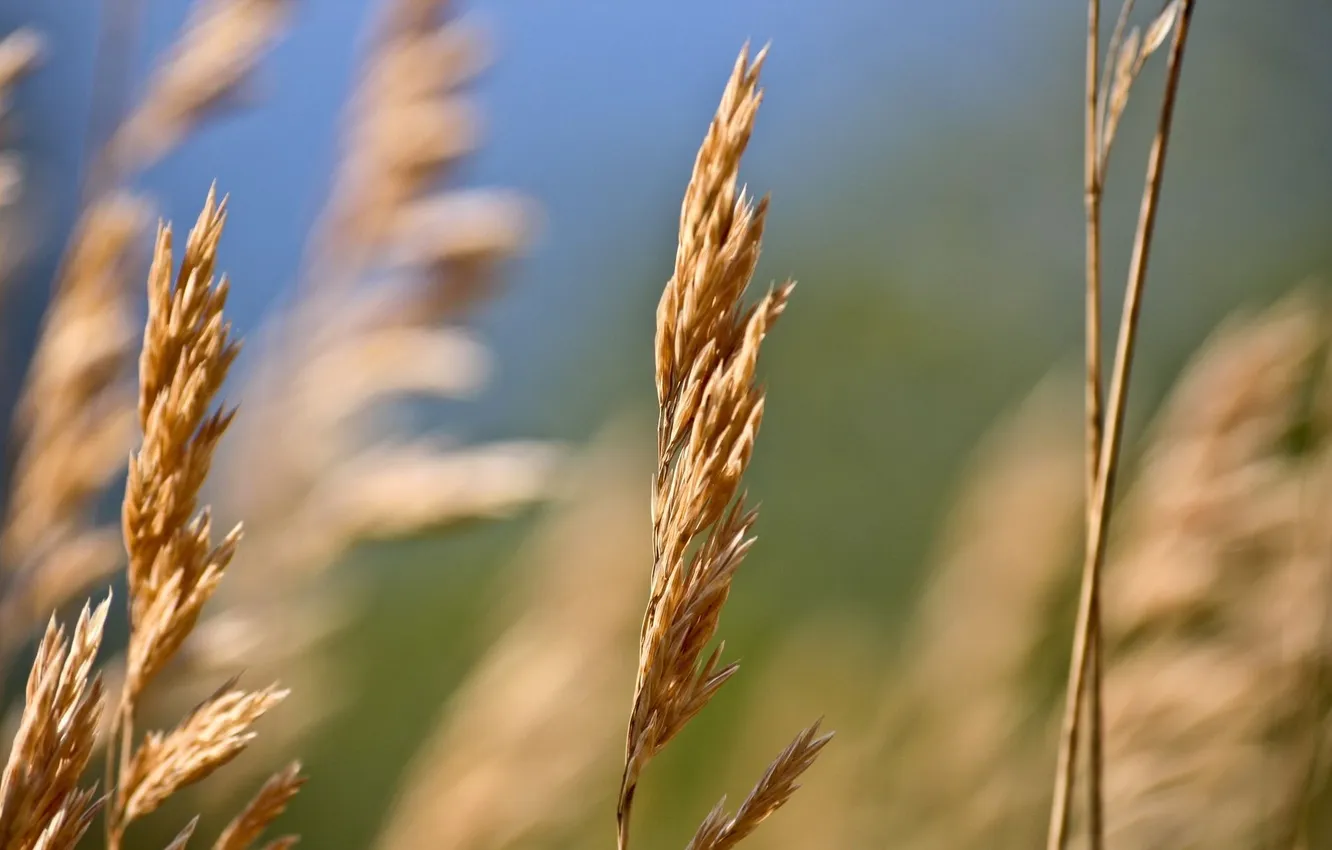 Photo wallpaper field, macro, photo, the wind, Wallpaper, plant, spikelets, picture
