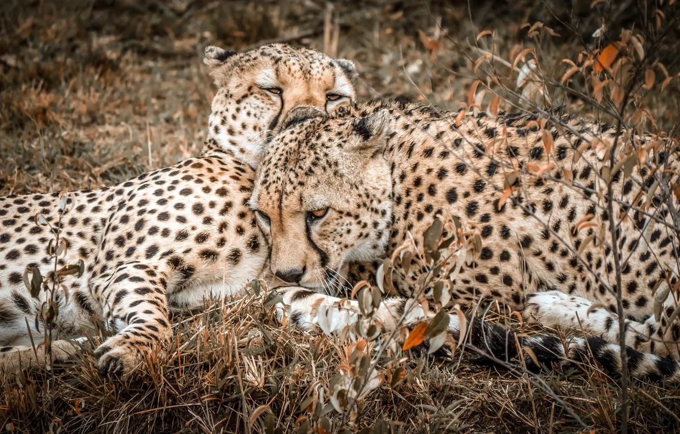 Photo wallpaper nature, background, cheetahs