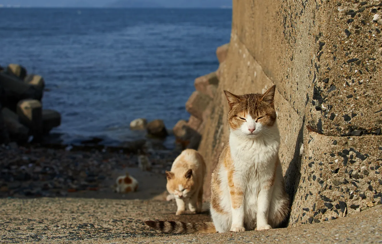 Photo wallpaper cat, shore, homeless