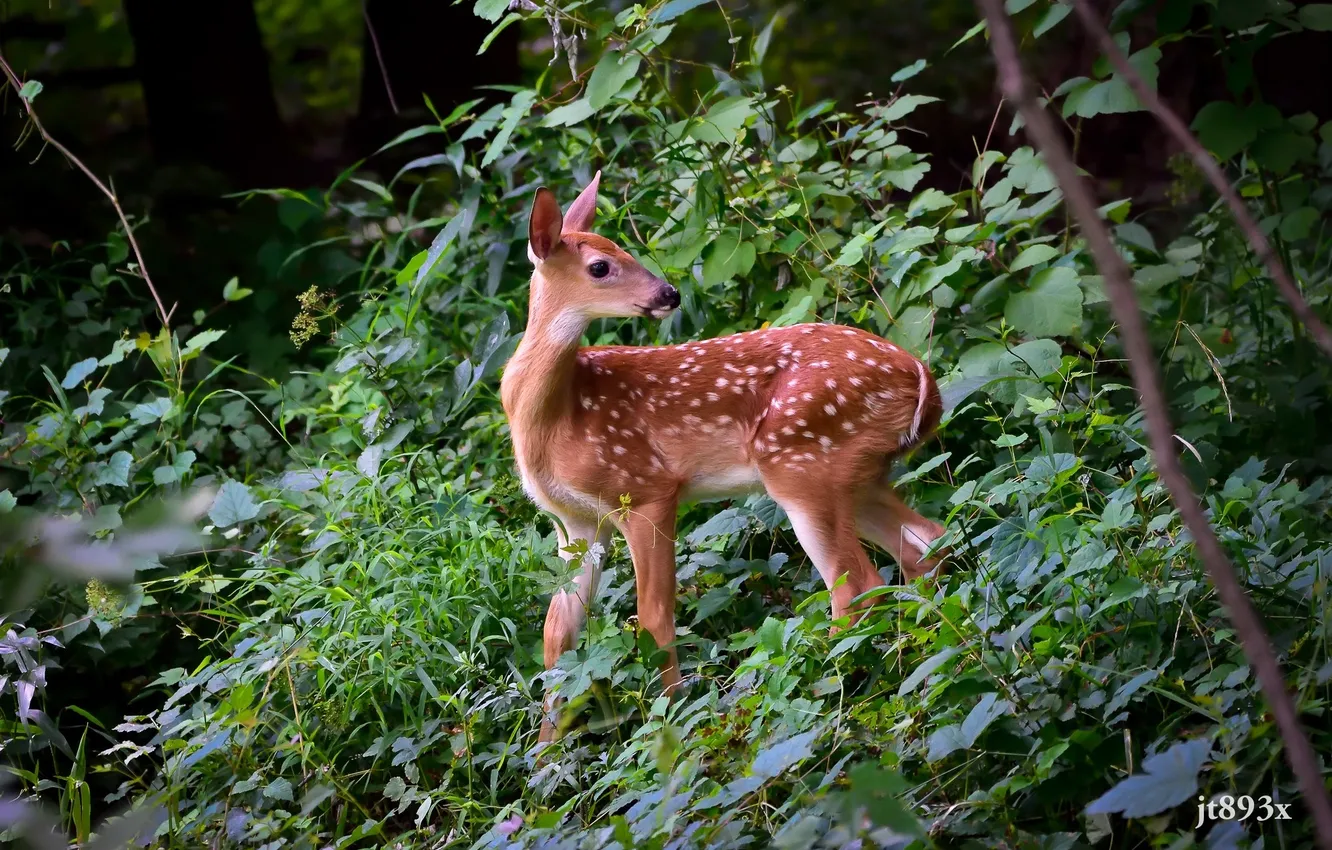 Photo wallpaper forest, thickets, baby, spot, cub, fawn