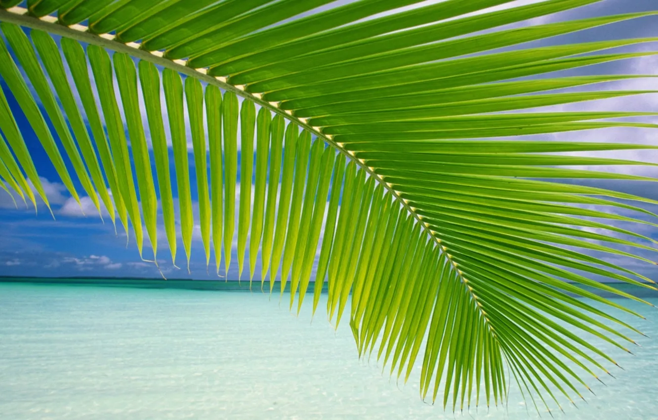Photo wallpaper sea, water, Palm tree leaves