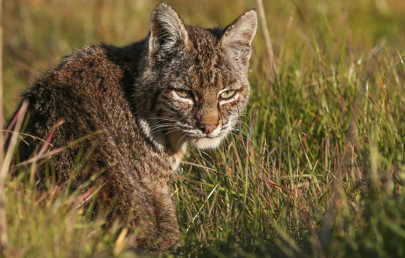 Photo wallpaper predator, lynx, sitting, looks, in the grass
